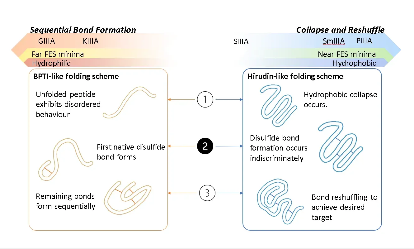 toxin folding